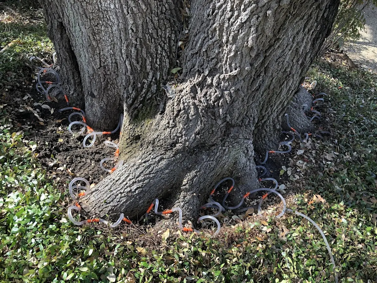 Detailed Tree Cabling and Bracing job site in Delaware