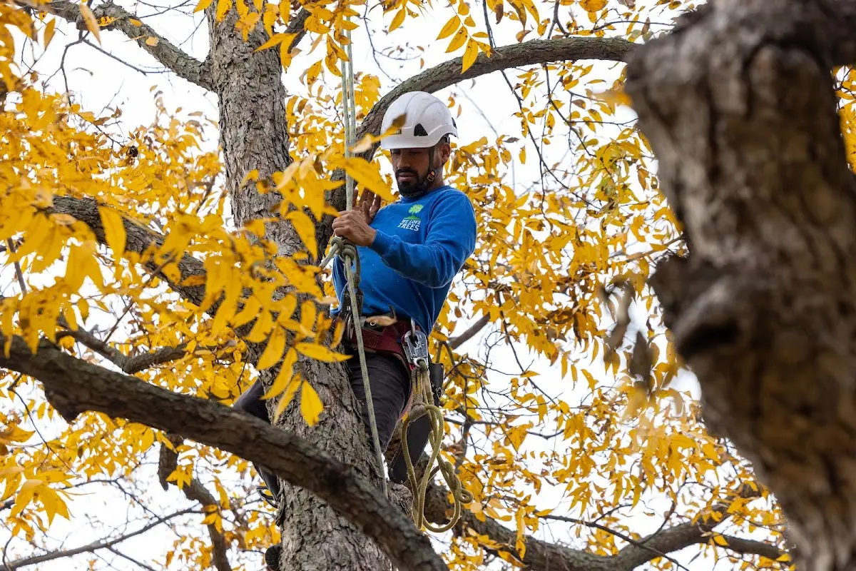 Skilled Tree Pruning crew working in Delaware